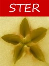 logo ster klein